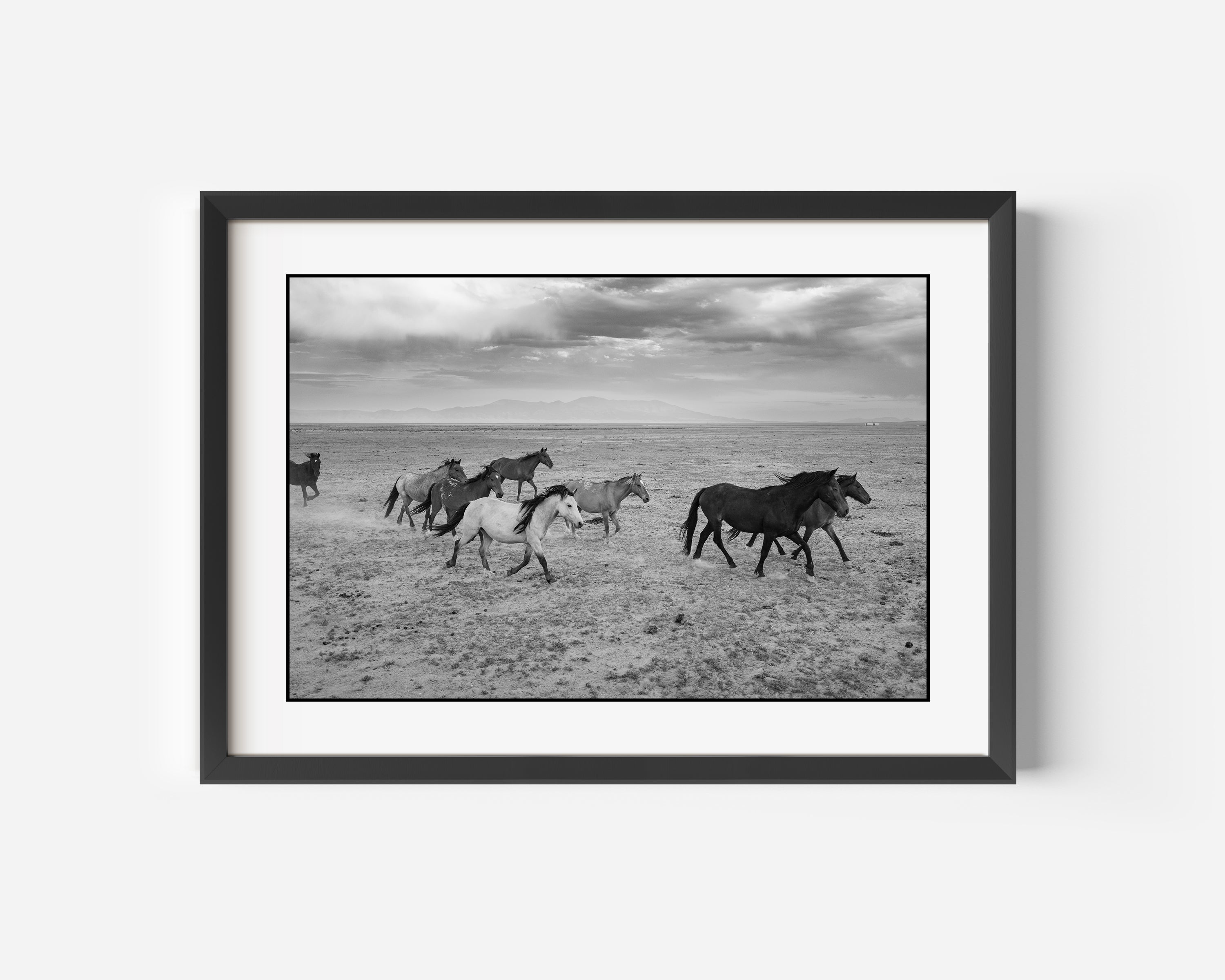 Feral Mustangs Fine Art Black and White Photography Print. Mustangs stretch their legs across the desert in Central, Nevada USA