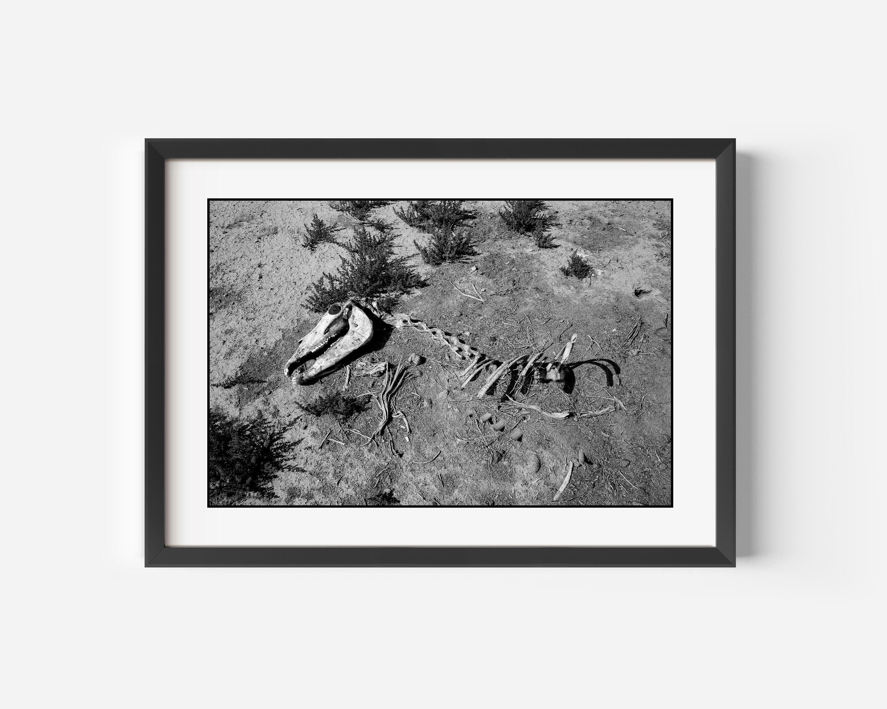 Equestrian Fine Art Black and White Photography Print - A Feral Mustang skeleton returns to the ecosystem in the Central Nevada Desert, USA.
