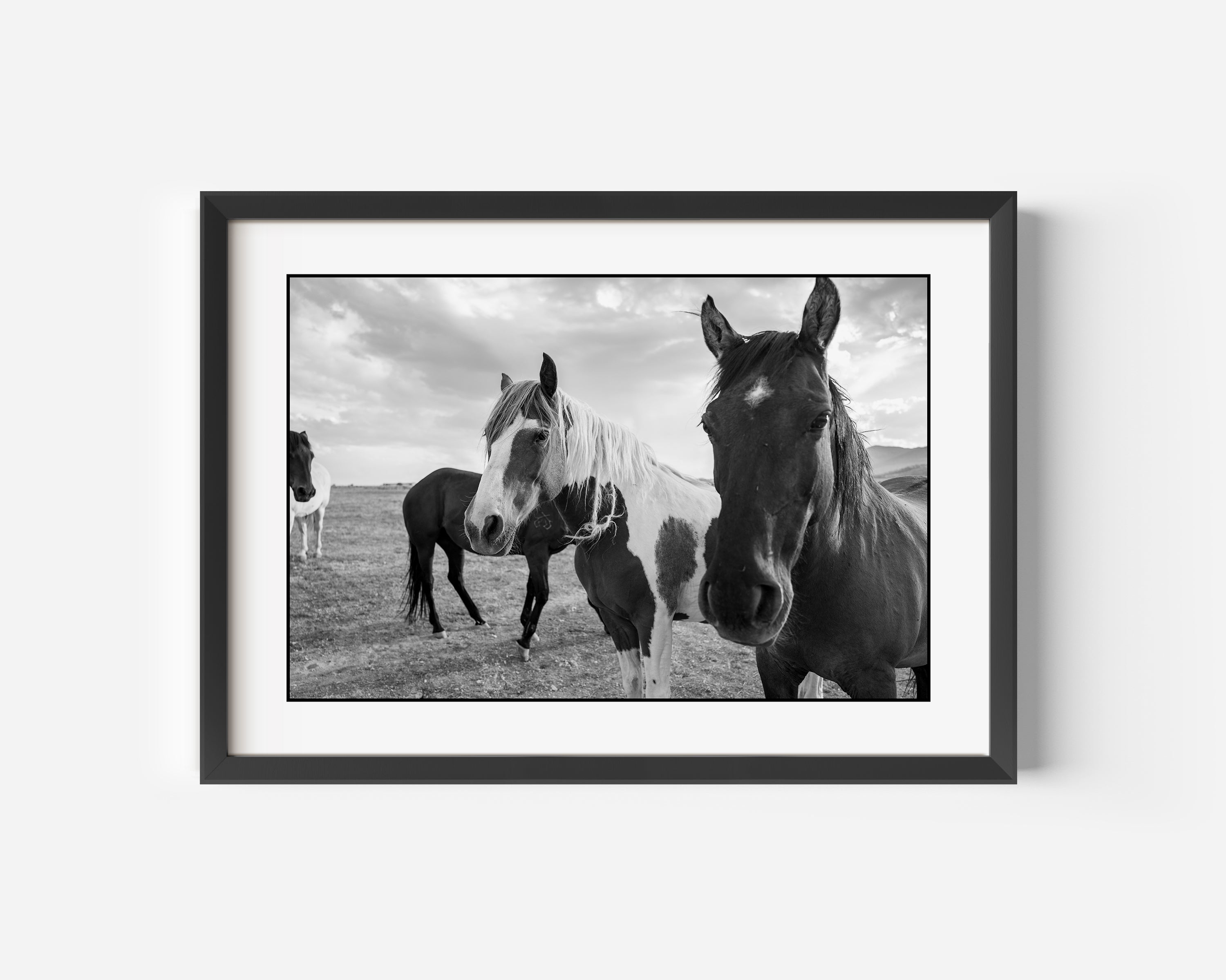 Wild horses black and white photo print. Mustangs calm as the morning sunrise slow down for a moment. 