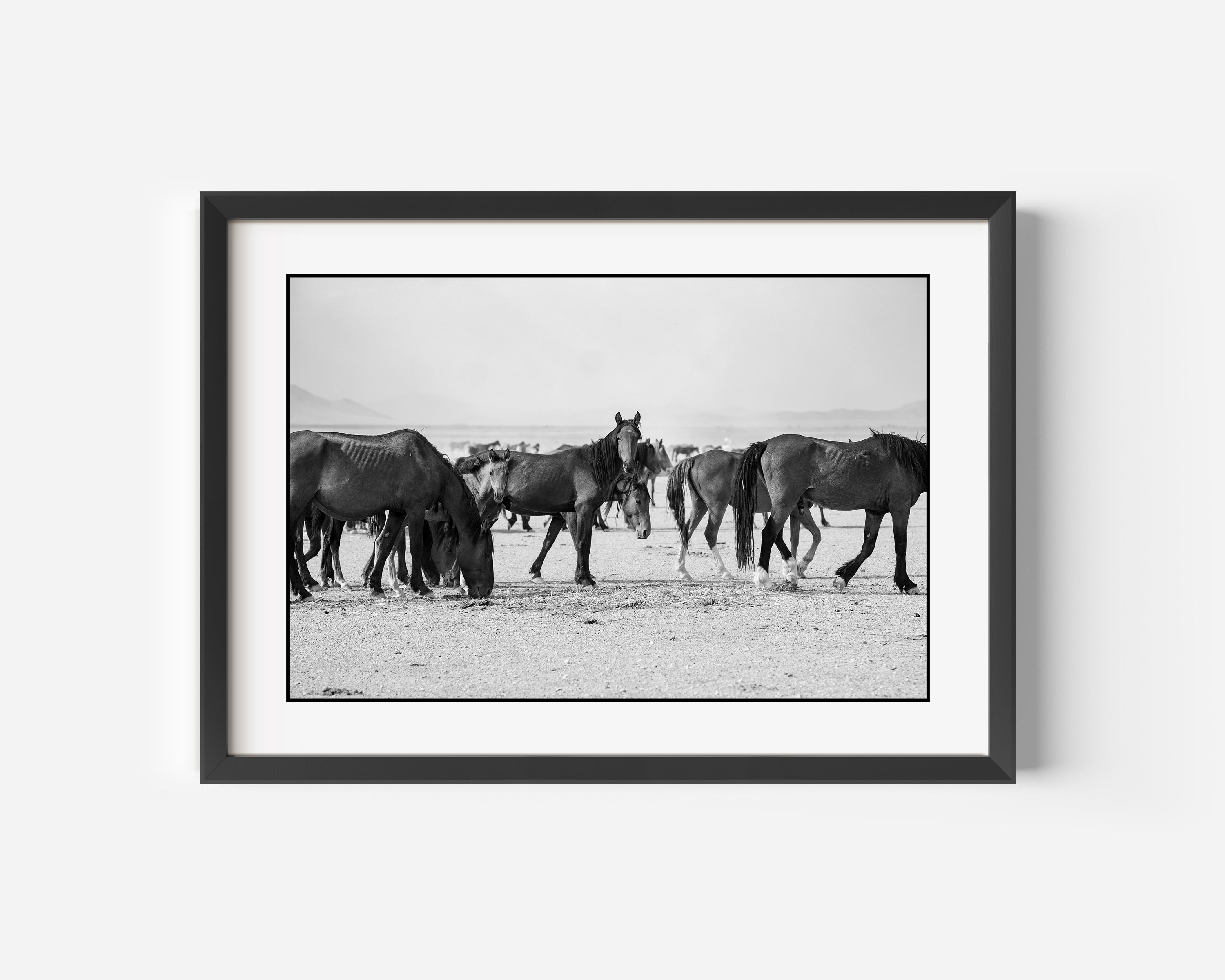 Feral Mustangs Fine Art Black and White Photography Print in Nevada, USA